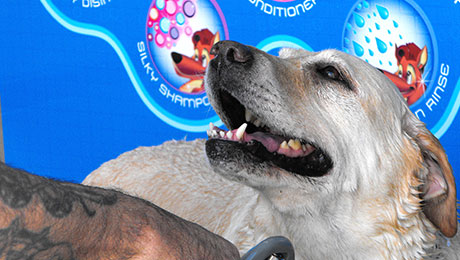 Even man's best friend needs a wash. Learn about our state-of-the-art Dog Wash system.