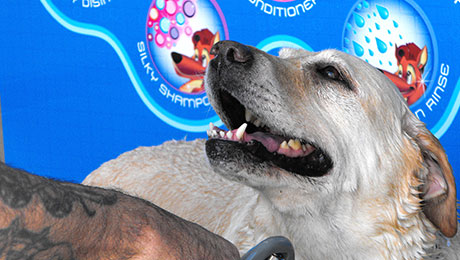 ONLY IN AUSTRALIA! Even man's best friend needs a wash. Learn about our state-of-the-art Dog Wash system.