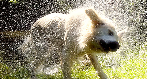 dogwash-product5.jpg
